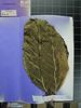 Herbarium sample